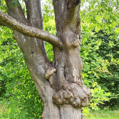 Vroegindeweij, Christiaan Christiaan Vroegindeweij